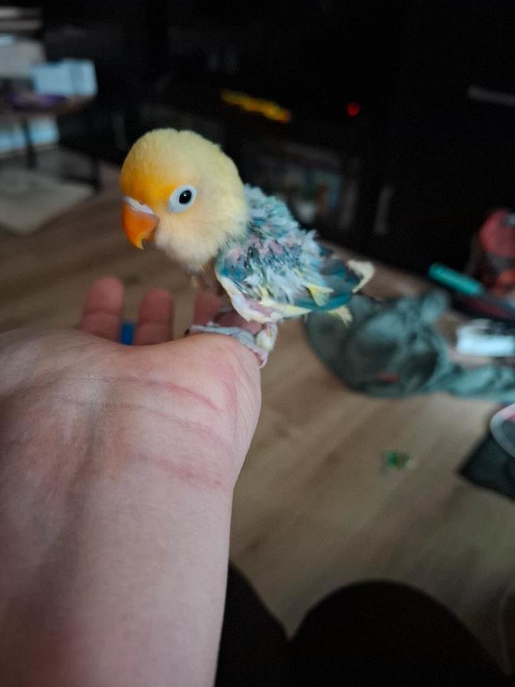 Dwergpapegaai  ageponis, Dieren en Toebehoren, Vogels | Parkieten en Papegaaien, Dwergpapegaai of Agapornis, Geslacht onbekend