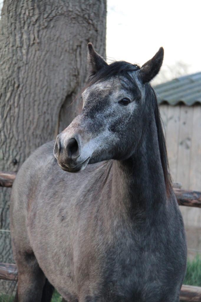 Lieve stalhulp gezocht!, Dieren en Toebehoren, Stalling en Weidegang
