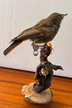 Zwarte Roodstaart opgezette vogel, Ophalen of Verzenden, Zo goed als nieuw, Vogel, Opgezet dier