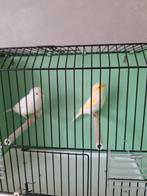 Prachtig koppel kanaries witte pop geringd 2025, Dieren en Toebehoren