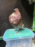 Gaditano doffer, Dieren en Toebehoren, Vogels | Duiven, Mannelijk, Kropper