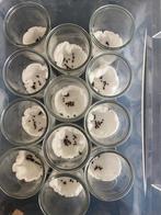 Eitjes van indisch wandelende tak (per 25 stuks), Dieren en Toebehoren, Insecten en Spinnen, Wandelende tak