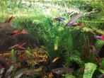 Endler Guppen, guppies, mooie kleuren!, Dieren en Toebehoren, Vissen | Aquariumvissen, Vis, Zoetwatervis