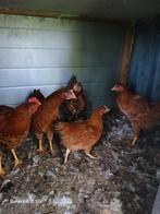 4 hennen en 1 haan, Dieren en Toebehoren, Vogels | Overige Vogels, Meerdere dieren