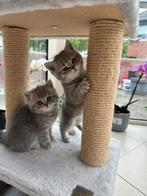 Britse Korthaar Kittens, Dieren en Toebehoren, Katten en Kittens | Raskatten | Langhaar, 0 tot 2 jaar