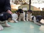Jack Russel pups te koop, Dieren en Toebehoren, Honden | Jack Russells en Terriërs, Jack Russell Terriër, CDV (hondenziekte), 8 tot 15 weken