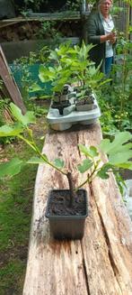 8 stuks vijgen., Tuin en Terras, Ophalen of Verzenden, Minder dan 100 cm