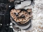 Nk 25 heterodon nasicus meerdere morphs Kerstaanbieding!!!, Dieren en Toebehoren, Slang, 0 tot 2 jaar