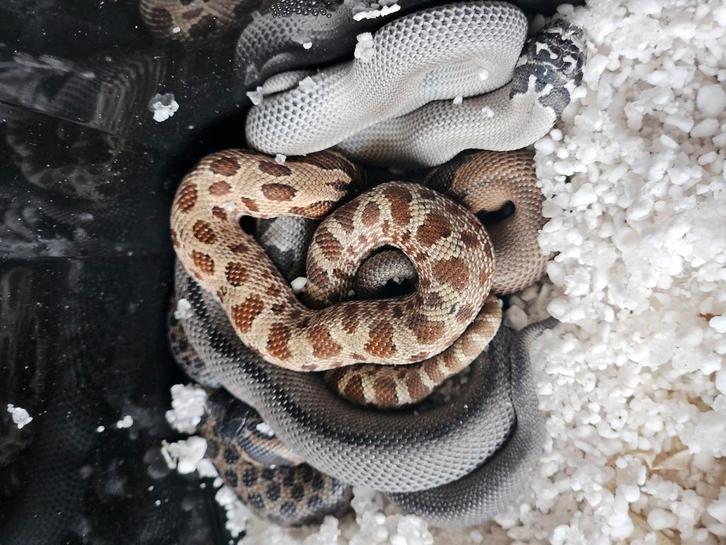 Nk 25 heterodon nasicus meerdere morphs Kerstaanbieding!!!