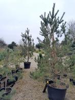 Pinusbomen, Bloeit niet, Overige soorten, 250 tot 400 cm, Ophalen