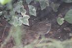Chinese dwergkwartels 4 hennen en 2 hanen, Dieren en Toebehoren, Vogels | Overige Vogels, Meerdere dieren, Tropenvogel