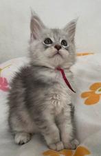 Prachtige black (pale)silver Maine Coon kittens met stamboom, Dieren en Toebehoren, Kater, Gechipt, 0 tot 2 jaar