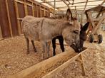 Tamme ezels te koop | Brenda en Loes | Ezelinnen, Dieren en Toebehoren, Schapen, Geiten en Varkens, Vrouwelijk, Geit, 3 tot 5 jaar