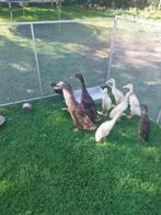 jonge loopeenden te koop, Dieren en Toebehoren, Pluimvee, Meerdere dieren, Eend