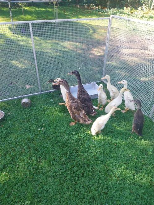 jonge loopeenden te koop, Dieren en Toebehoren, Pluimvee, Eend, Meerdere dieren
