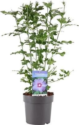 Hibiscus 'Oiseau Bleu' - Blauwe Altheastruik 103cm beschikbaar voor biedingen