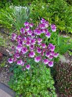 Zaden Akelei lilapaars met wit, Verzenden, Volle zon