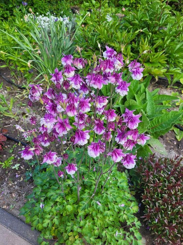 Zaden Akelei lilapaars met wit, Tuin en Terras, Bloembollen en Zaden, Volle zon, Verzenden