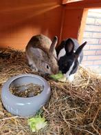 Ram van 2025, Dieren en Toebehoren, Konijnen, Mannelijk
