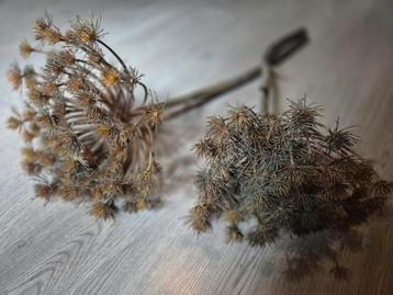 Berenklauwen 2 stuks zijde. beschikbaar voor biedingen