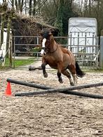 Super lieve stoere D-pony te koop, Dieren en Toebehoren, Gechipt, Ruin, L, 7 tot 10 jaar