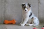 Knappe Raszuivere Australian Shepherd pup teefje, Dieren en Toebehoren, Honden | Herdershonden en Veedrijvers, Nederland, CDV (hondenziekte)