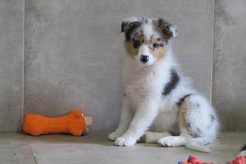 Knappe Raszuivere Australian Shepherd pup teefje  beschikbaar voor biedingen