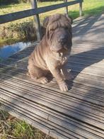 Mooie Shar-Pei, Ophalen, Nieuw, Kunststof, Dierenbeeld