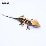 Wimpergekko correlophus ciliatus JOKERGECKOS, Hagedis