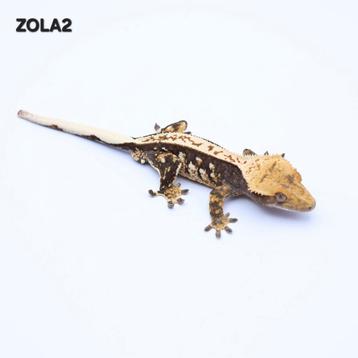 Wimpergekko correlophus ciliatus JOKERGECKOS  beschikbaar voor biedingen