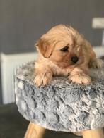 Mooie Maltipoo-puppy te koop., Dieren en Toebehoren, Honden | Chihuahua's en Gezelschapshonden, Particulier, Rabiës (hondsdolheid)