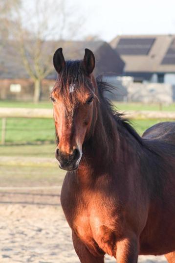 Werkwillige pony zoekt een vijf⭐️ huisje beschikbaar voor biedingen