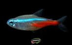 Diamant Neon Tetra - Koidream Valburg