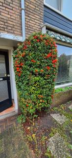 Vuurdoorn Struik met Rode Bessen, Ophalen, Overige soorten, Struik, 100 tot 250 cm