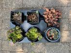 Te koop 6x vaste plant huislook, vetplantjes, daktuin, Ophalen of Verzenden, Zomer, Overige soorten, Volle zon