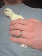 Verschillende kleuren kakarikis te koop van 2025, Dieren en Toebehoren, Vogels | Parkieten en Papegaaien, Meerdere dieren, Parkiet