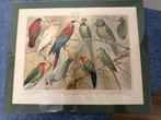 Prent papagaaien, Verzamelen, Foto's en Prenten, Ophalen, Voor 1940