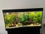 Zoet water aquarium met inhoud., Ophalen, Gebruikt, ., Gevuld zoetwateraquarium
