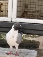 Duitse modena's, Dieren en Toebehoren, Meerdere dieren, Overige soorten