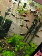 Endler guppen, Dieren en Toebehoren, Vissen | Aquariumvissen, Vis