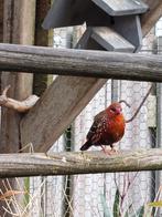 Tigervink man, Mannelijk, Tropenvogel