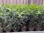 Portugese laurier in pot, ± 50 cm hoog Super kwaliteit!, Tuin en Terras, Planten | Struiken en Hagen, Ophalen, Laurier, Haag, 100 tot 250 cm