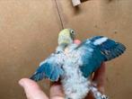 Jonge Turquoise Agapornis fischeri dwergpapegaai, Geslacht onbekend, Dwergpapegaai of Agapornis, Geringd