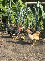 Gratis 2 Serama kriel haantjes ., Dieren en Toebehoren, Mannelijk, Kip