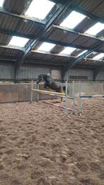 Hengst 3 jaar goedgekeurd A.E.S voor dekdienst, Dieren en Toebehoren, Paarden, Met stamboom, Springpaard, Hengst, 3 tot 6 jaar