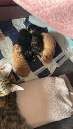 Te Koop kleine kittens geboren op 12 september, Dieren en Toebehoren, Katten en Kittens | Overige Katten, Meerdere dieren, Kortharig