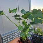 Monstera planten  air so pure collectie, Ophalen, Overige soorten, Minder dan 100 cm