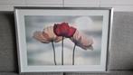Poster poppies by Yoshizo Kawasaki 70*50 in aluminium lijst, 50 tot 75 cm, Ophalen of Verzenden, Zo goed als nieuw, Foto of Poster