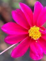 Dahlia 103, Tuin en Terras, Ophalen of Verzenden, Volle zon, Knol