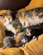 Kittens, Dieren en Toebehoren, Katten en Kittens | Overige Katten, Meerdere dieren